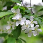 Beautiful branch with white flovers of spring fruit tree