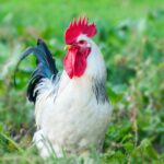 Beautiful Rooster on nature background