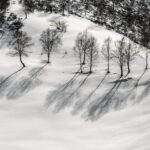 Birches on the snow