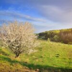 Single blossoming tree in spring. Spring landscape.