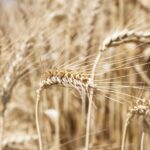 Wheat