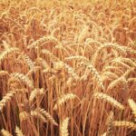 Wheat